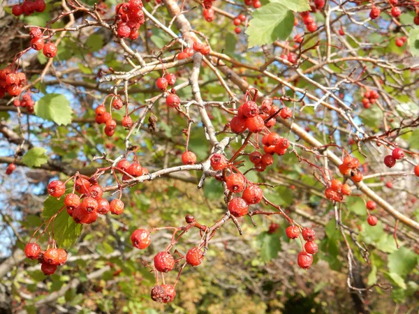 Autumn Hawthorn Branch Red Berries Yellow Green Leaves Blury Background — Stock Photo, Image
