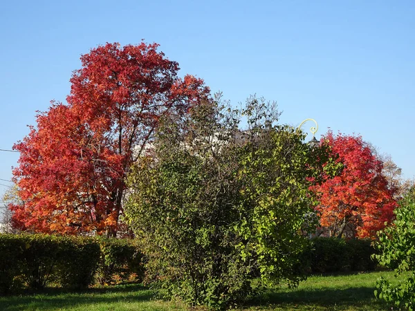 Czerwone Żółte Zielone Jesienne Drzewa Jesiennym Parku Wysokiej Jakości Zdjęcie — Zdjęcie stockowe