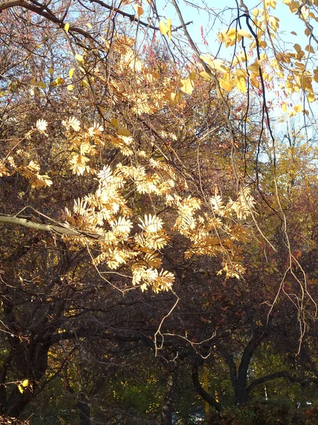 Leuchtend Gelbe Herbstvogelblätter Auf Dem Hintergrund Des Himmels Wald Herbst — Stockfoto