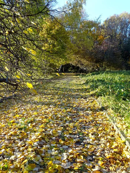 Folhagem Vermelha Amarela Caída Entre Árvores Outono Fundo Parque Outono — Fotografia de Stock