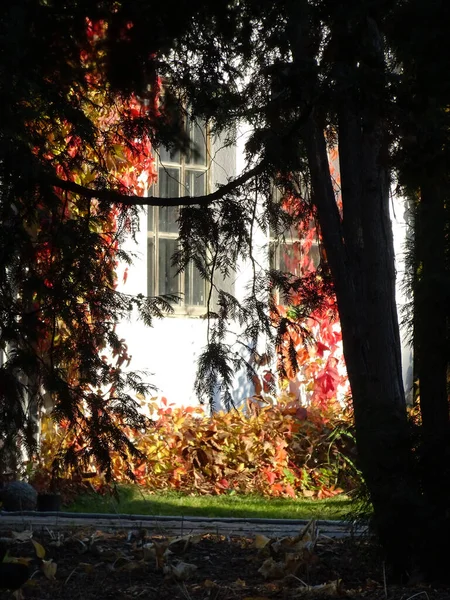 Una Casa Rural Entre Árboles Otoño Luz Del Sol Foto —  Fotos de Stock