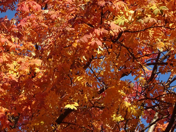 Ljus Röd Och Gul Höst Rönn Blad Bakgrunden Himlen Skog — Stockfoto