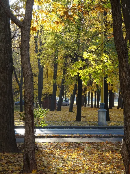 Алея Осінньому Парку Жовтими Деревами Опалим Листям Високоякісна Фотографія — стокове фото