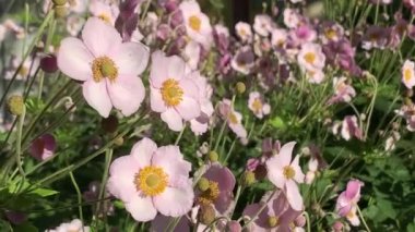 Pembe narin çiçekler. Rüzgarda uçan Anemone Hupehensis, seçici odaklanma. Yüksek kalite 4k görüntü