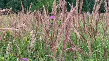 Çayırdaki sonbahar otları rüzgardan sallanıyor, seçici bir odak noktası.. 