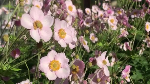 Ροζ Ευαίσθητα Λουλούδια Anemone Hupehensis Στον Άνεμο Επιλεκτική Εστίαση Υψηλής — Αρχείο Βίντεο
