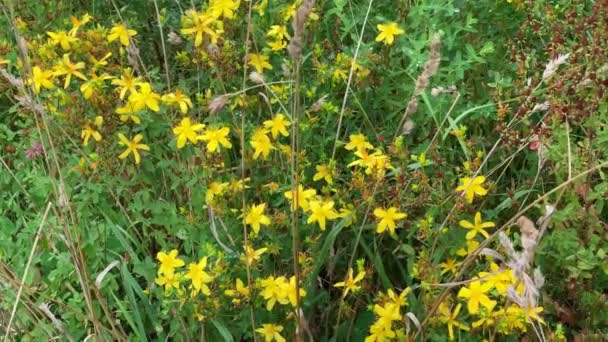 Millepertuis fleurs dans une prairie d'été dans le vent léger, foyer sélectif. — Video