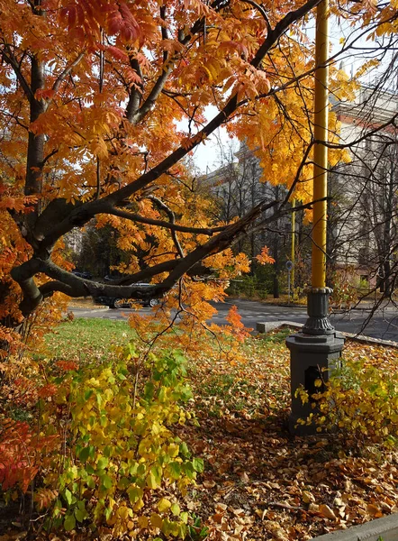 Опале Жовте Червоне Листя Серед Осінніх Дерев Фоні Осіннього Парку — стокове фото