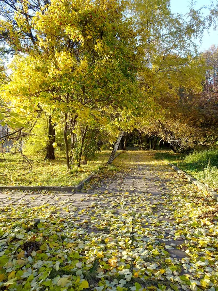 Follaje Rojo Amarillo Caído Entre Los Árboles Otoño Fondo Del —  Fotos de Stock