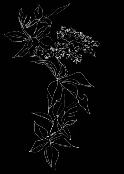 Trazador Líneas Que Dibuja Una Rama Uvas Silvestres Flor Ilustración — Foto de Stock