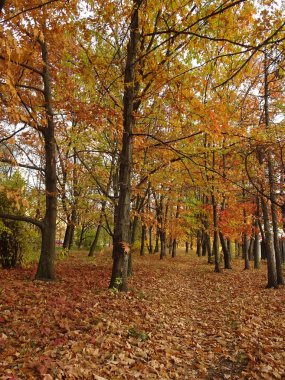 Sonbahar parkı arka planında sonbahar ağaçları arasında düşen sarı yapraklar, seçici bir odak noktası. Yüksek kalite fotoğraf