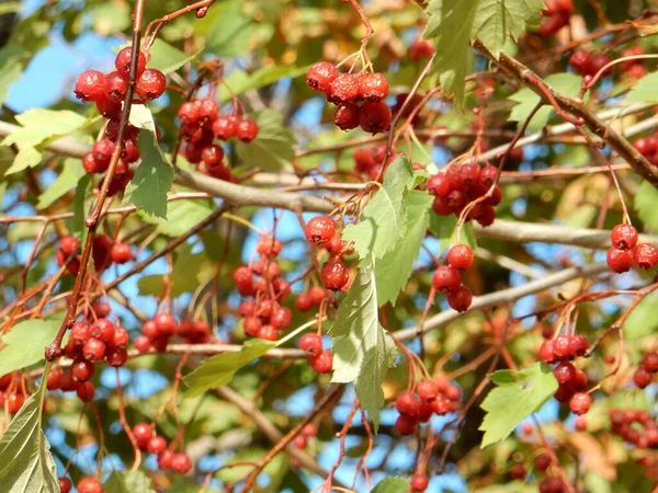 Φθινοπωρινό Κλαδί Γερακιού Κόκκινα Μούρα Και Κίτρινα Πράσινα Φύλλα Θολό — Φωτογραφία Αρχείου