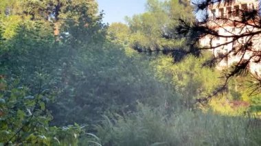 Parktaki bitkilerin otomatik sulanması, seçici odak noktası, yapay sis. Yüksek kalite 4k görüntü