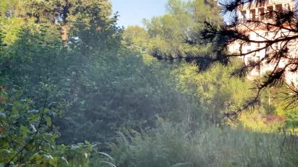 Riego Automático Plantas Parque Enfoque Selectivo Niebla Artificial Imágenes Alta — Vídeos de Stock