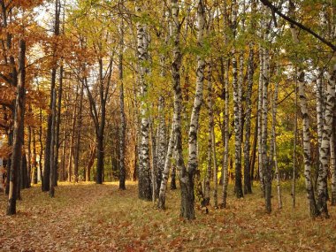 Sonbahar parkı arka planında sonbahar ağaçları arasında düşen sarı yapraklar, seçici bir odak noktası. Yüksek kalite fotoğraf