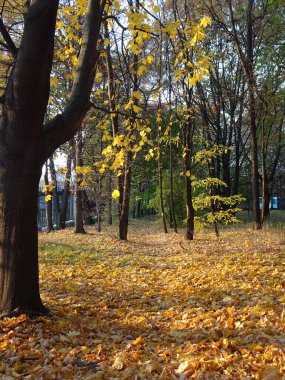 Sonbahar parkı arka planında sonbahar ağaçları arasında düşen sarı yapraklar, seçici bir odak noktası. Yüksek kalite fotoğraf