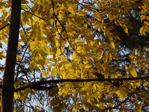 Yellow Autumn Foliage Blue Sky High Quality Photo — Stock Photo, Image