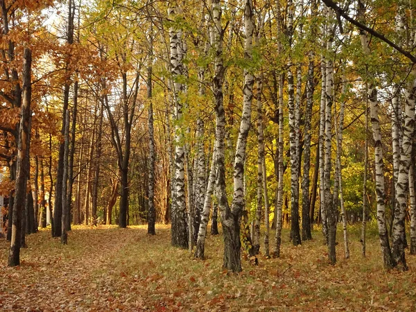 Sonbahar parkı arka planında sonbahar ağaçları arasında düşen sarı yapraklar, seçici bir odak noktası. Yüksek kalite fotoğraf