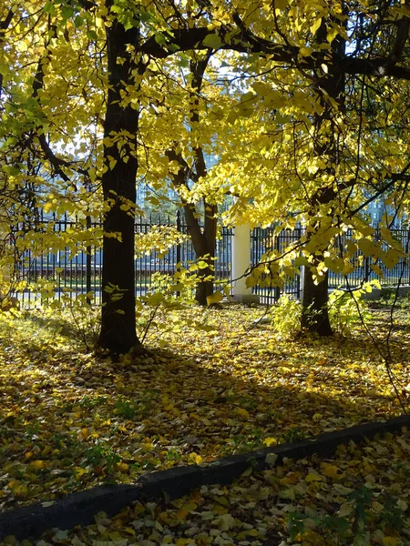 秋の公園と繊細なフェンスの背景に落ち葉で覆われた黄色の木々や地面が広がっています 高品質の写真 — ストック写真