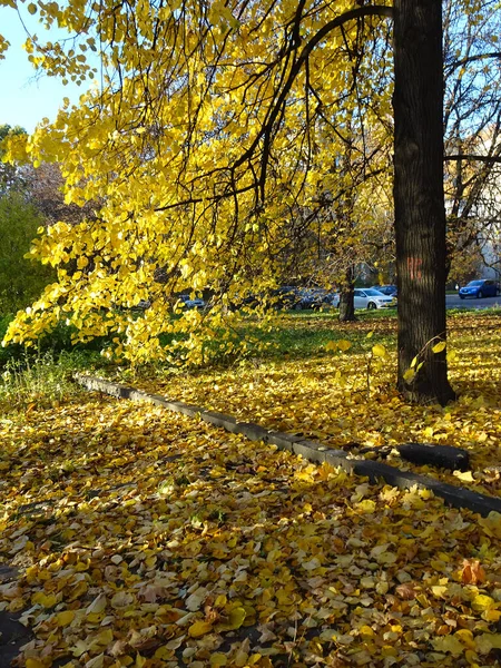 Follaje Rojo Amarillo Caído Entre Los Árboles Otoño Fondo Del —  Fotos de Stock