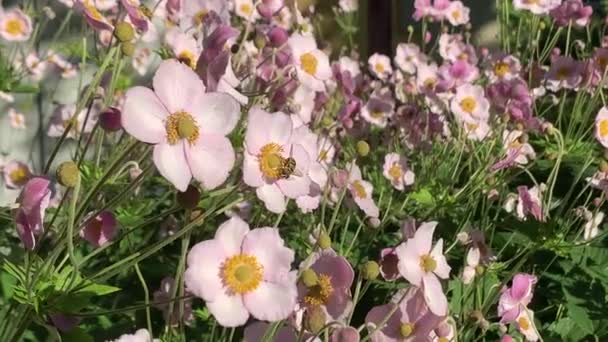 Rosa delicadas flores Anémona hupehensis y la abeja en el viento, enfoque selectivo — Vídeos de Stock