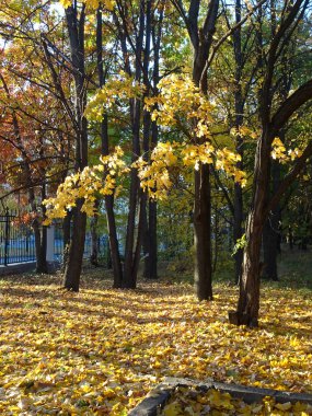 Sonbahar parkı arka planında sonbahar ağaçları arasında düşen sarı yapraklar, seçici bir odak noktası