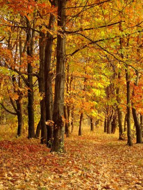 Sonbahar parkı arka planında sonbahar ağaçları arasında düşen sarı yapraklar, seçici bir odak noktası