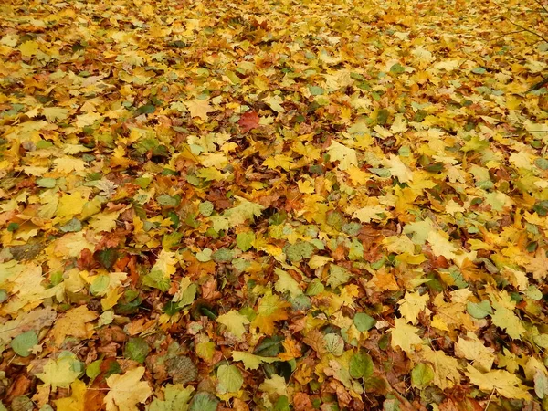 Sonbahar sarı halısı portakal kırmızısı akçaağaç yaprakları
