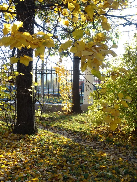 Follaje rojo amarillo caído entre los árboles de otoño en el fondo del parque de otoño, enfoque selectivo —  Fotos de Stock