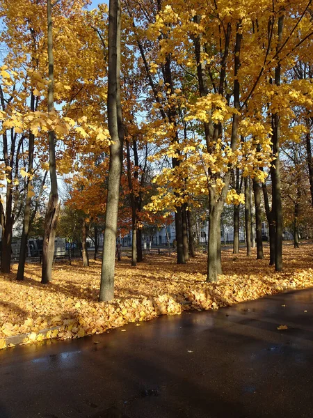 Fallna gula röda lövverk bland höstträd på hösten park bakgrund, selektivt fokus — Stockfoto