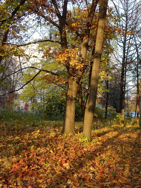 Follaje rojo amarillo caído entre los árboles de otoño en el fondo del parque de otoño, enfoque selectivo —  Fotos de Stock