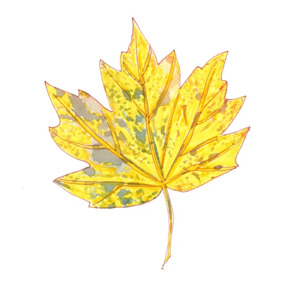 Gele Herfst Esdoorn Blad Een Witte Achtergrond Aquarel Tekening Hoge — Stockfoto