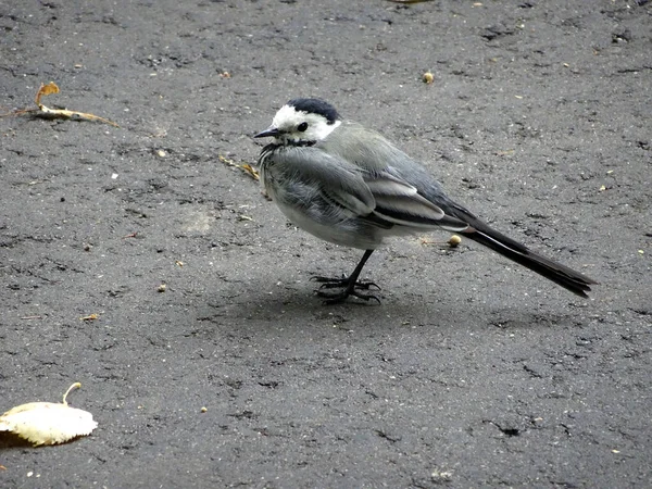 Little Wagtail Bird Sits Pavement Autumn Leaves High Quality Photo — Stock Photo, Image