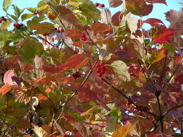 딸기와 가을의 르눔은 하늘을 배경으로 선택적으로 초점을 맞춘다 고품질 — 스톡 사진