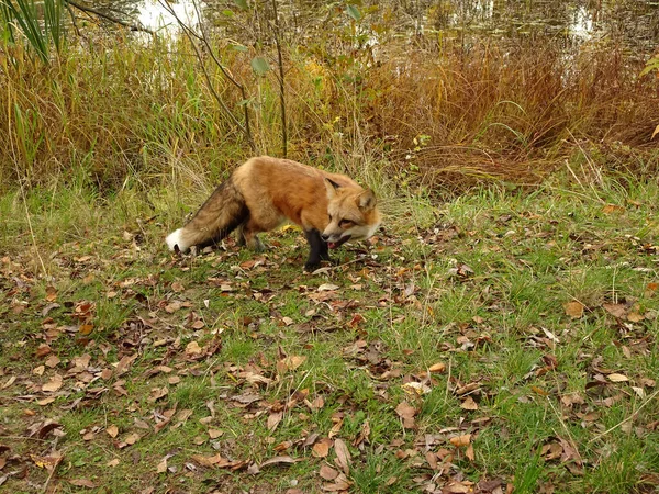 red fox with black paws and fluffy tail on a blurred background of autumn forest and lake, selective focus. High quality photo