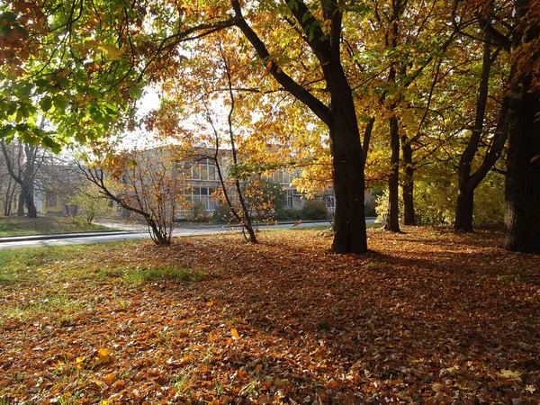 秋天的橡树和枫树之间的黄色和红色的落叶在城市模糊的背景上 高质量的照片 — 图库照片