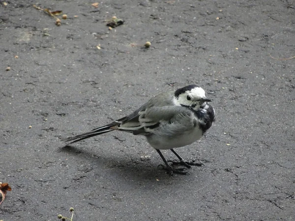 Little Wagtail Bird Sits Pavement Autumn Leaves High Quality Photo — Stock Photo, Image