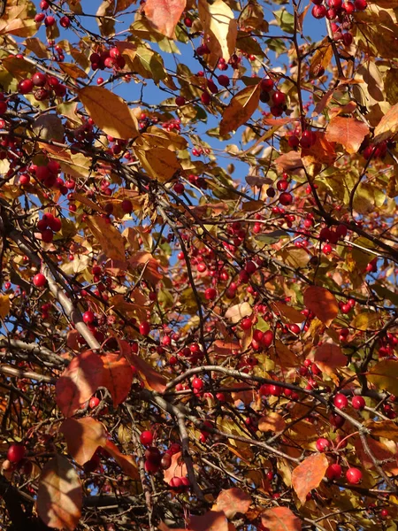 아름다운 사과와 나뭇잎푸른 하늘에 선택적 고품질 — 스톡 사진