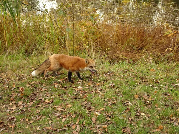 red fox with black paws and fluffy tail on a blurred background of autumn forest and lake, selective focus. High quality photo