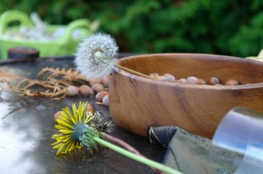 Fındık ve karahindiba hasadı. Sarı ve beyaz, konsept, seçici odaklanma. Yüksek kalite fotoğraf