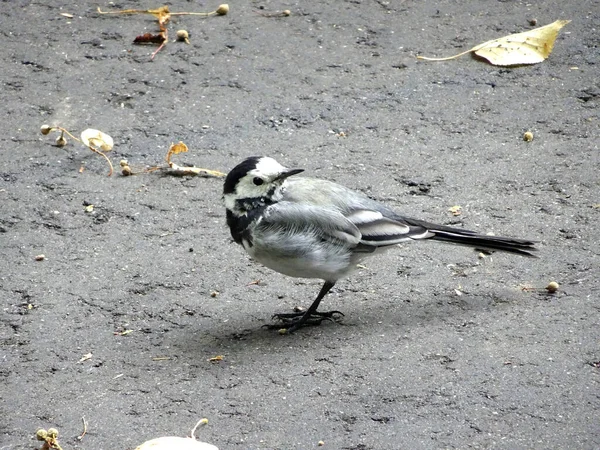 Pequeño Pájaro Wagtail Sienta Pavimento Entre Las Hojas Otoño Foto — Foto de Stock