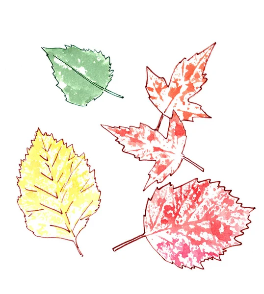 Набор Осенних Акварельных Листьев Белом Фоне Высокое Качество Иллюстрации — стоковое фото