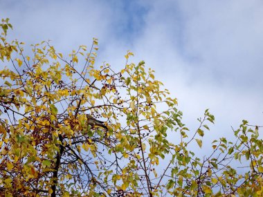 Küçük kırmızı cennet elmaları, sonbahar yaprakları ve ardıç kuşu mavi gökyüzüne karşı seçici bir odak noktası. Yüksek kalite fotoğraf