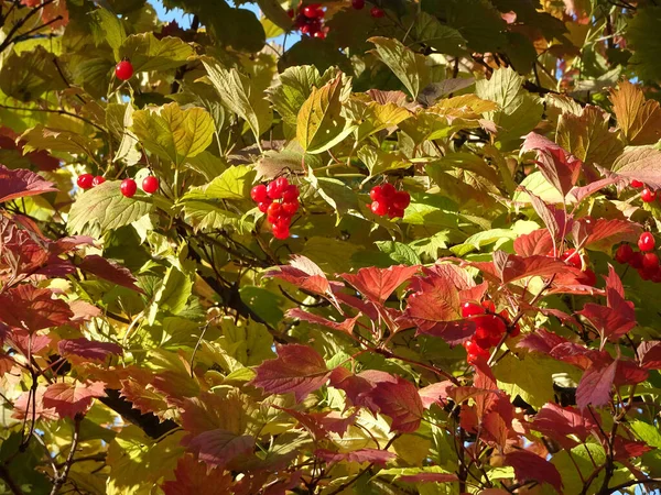 딸기와 가을의 르눔은 하늘을 배경으로 선택적으로 초점을 맞춘다 고품질 — 스톡 사진