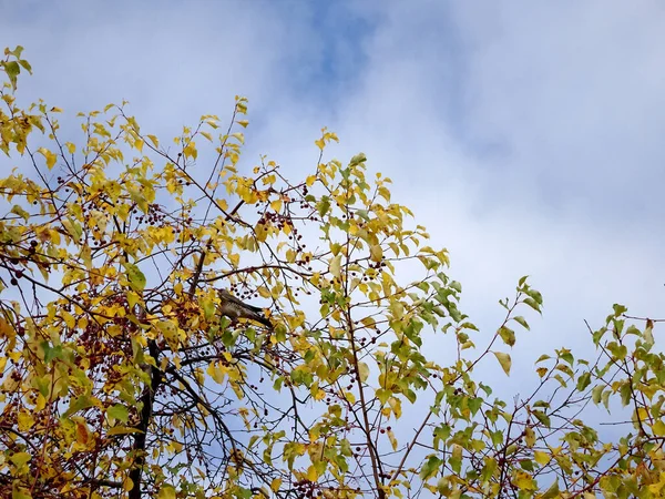 Küçük kırmızı cennet elmaları, sonbahar yaprakları ve ardıç kuşu mavi gökyüzüne karşı seçici bir odak noktası. Yüksek kalite fotoğraf