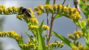 Kürklü yaban arısı sarı Solidago 'da nektar toplar, genellikle altın tozu ya da yarasa otu olarak adlandırılır, seçici odak noktası.