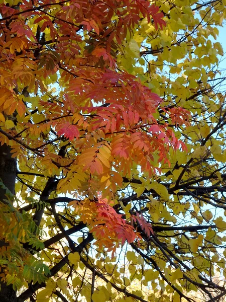 Leuchtend Rot Und Gelb Herbstvogelblätter Auf Dem Hintergrund Des Himmels — Stockfoto