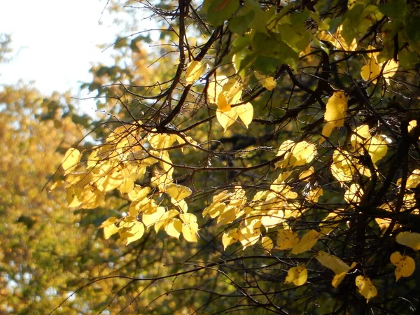 Branch Yellow Autumn Linden Leaves Blurred Background High Quality Photo — Stock Photo, Image