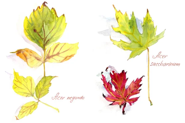 Sonbahar akçaağaç seti Acer negundo ve Acer saccharinum 'dan ayrılır, beyaz arkaplanda suluboya çizimler yapılır. Yüksek kalite fotoğraf