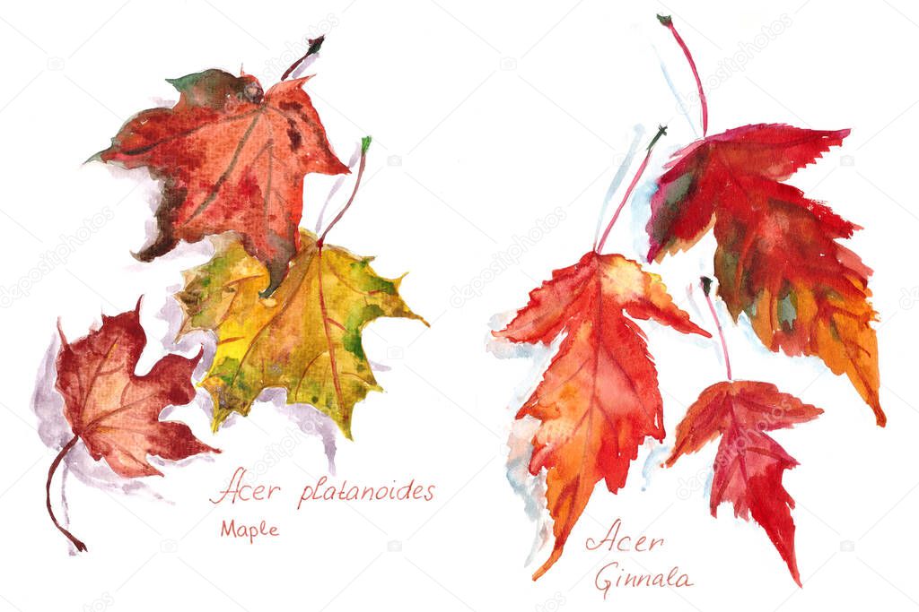 set of autumn maple leaves Acer platanoides and Acer Ginnala, watercolor drawing on a white background. High quality photo